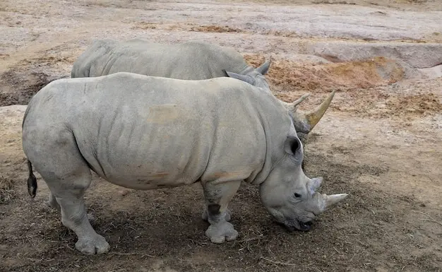 نمونه کاربری نرمافزار راینو در محیط طراحی معماری